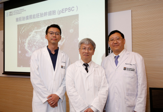 Professor Pengtao Liu’s (right) research team at HKUMed, collaborated with Professor William Yeung, HKUMed, discovered stem cell breakthrough, the first in the world to develop the porcine Expanded Potential Stem Cells (pEPSC).  On the left is Dr Martin Cheung, Assistant Professor of the Department of Biomedical Sciences, HKUMed.